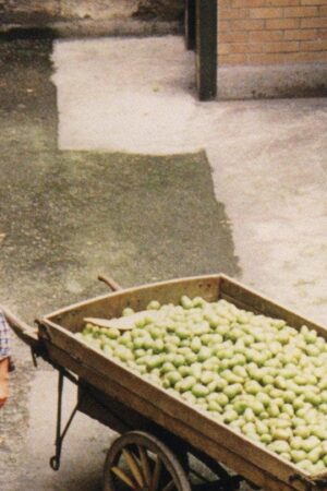 Bốn Mùa Đẩy Xe