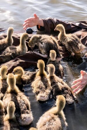 Cậu Bé Và Đàn Ngỗng