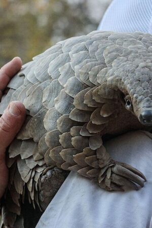 Loài Tê Tê: Hành Trình Của Kulu