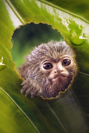 Thế Giới Siêu Nhỏ (Phần 1)